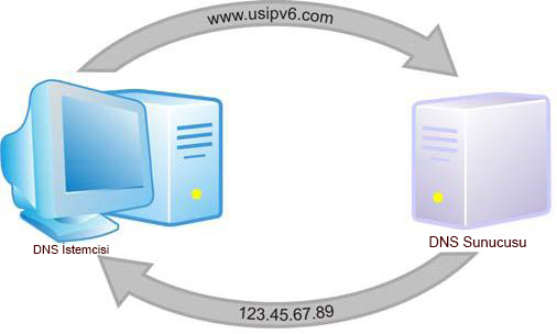 dns1